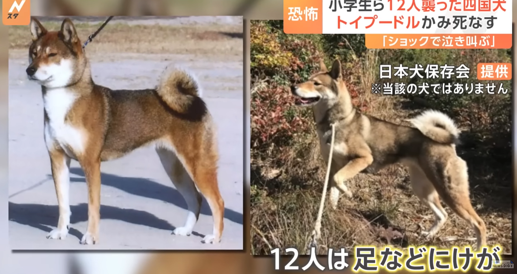 群馬　四国犬　飼い主